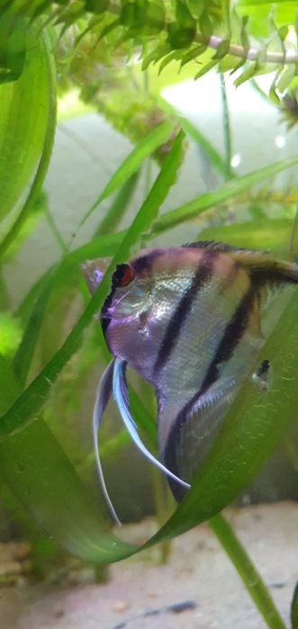 Casal de Escalares Altum Peruensis