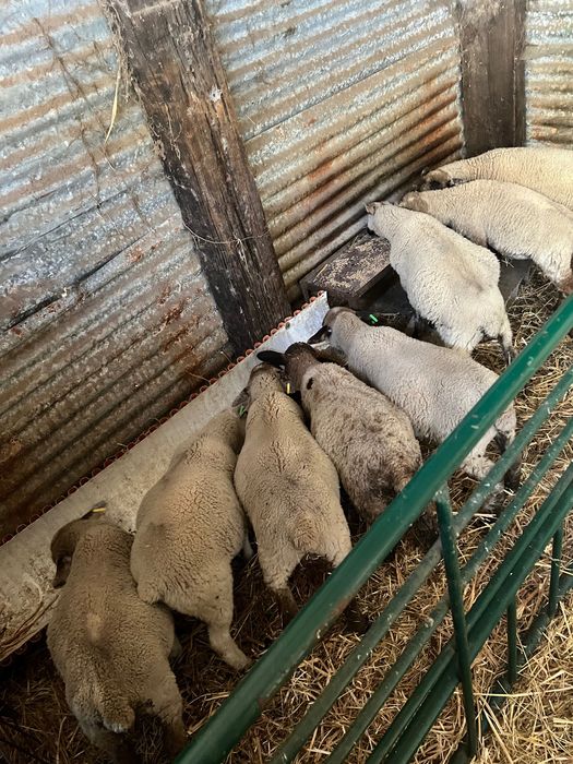 5 borregos machos cruzados de suffolk