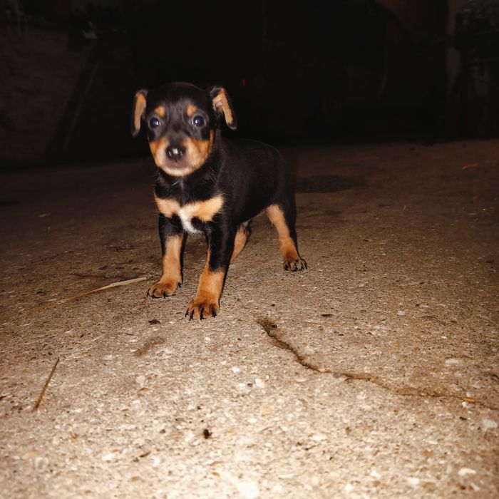 Cãezinhos descendentes de Pinscher – 1 mês – porte médio/pequeno
