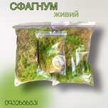 Свіжий живий мох сфагнум