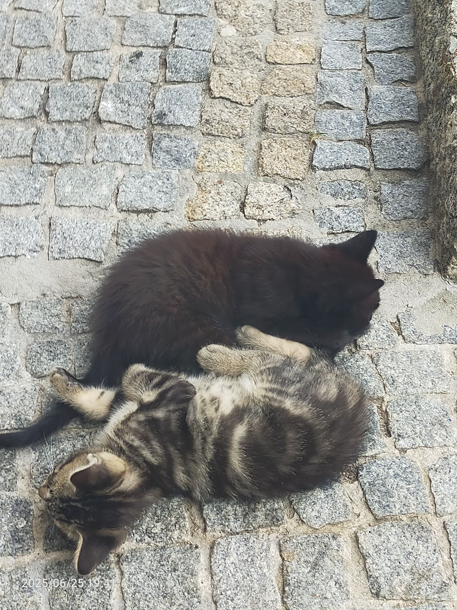 Dois gatinhos para adoção