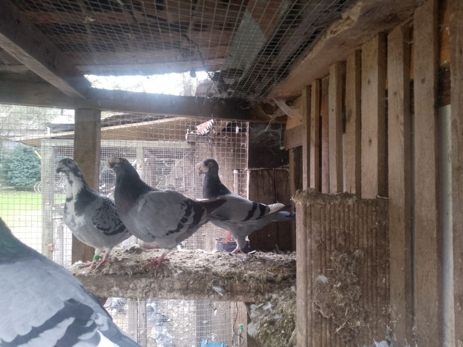 Gołębie staropolskie