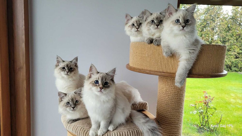 Zapraszamy do Rezerwacji kociąt  Neva Masquerade z rodowodem FPL.