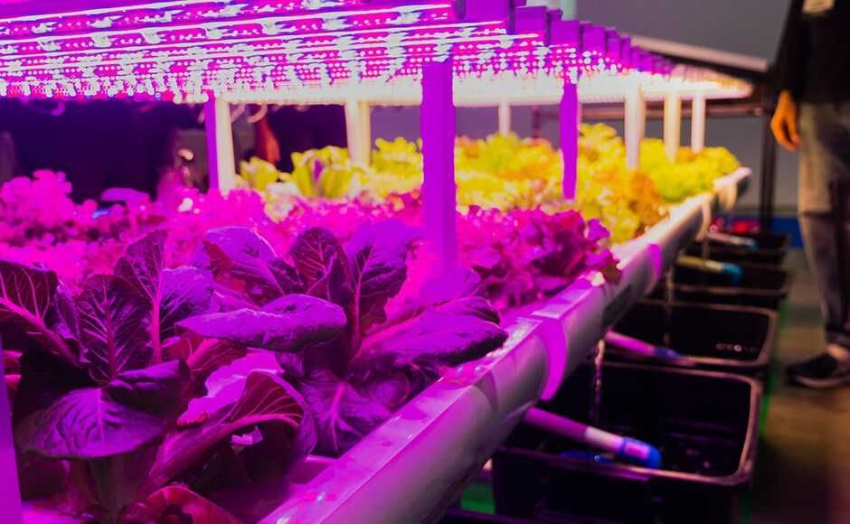 Lâmpadas LED para Cultivo Hortícolas