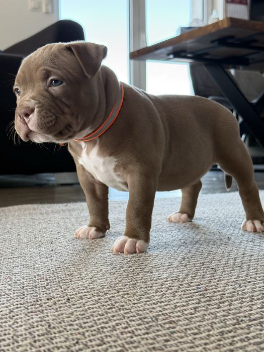 American bully pocket