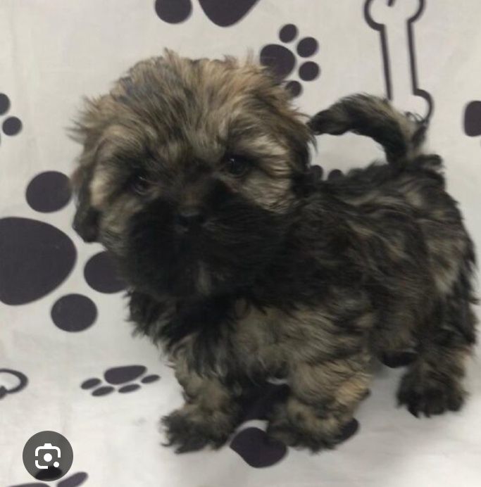 Suczka  szukaja domu shih TZU