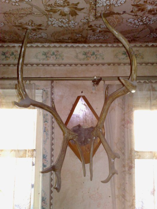 Оленьи рога тундра