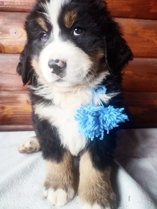 Śliczny Berneński Pies Pasterski !