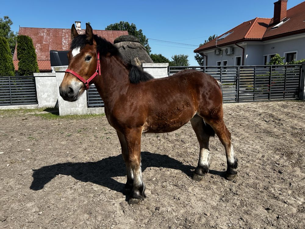 Klacz zimnokrwista