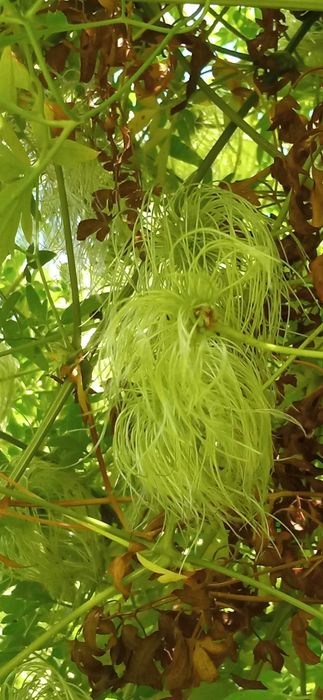 Bill MacKenzie Powojnik Clematis pnącze ogrodowe