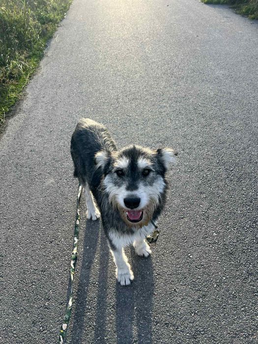 Pumba szuka domu, pies do adopcji.