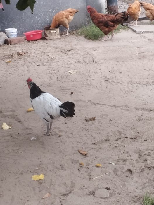 Sprzedam młode kogutki