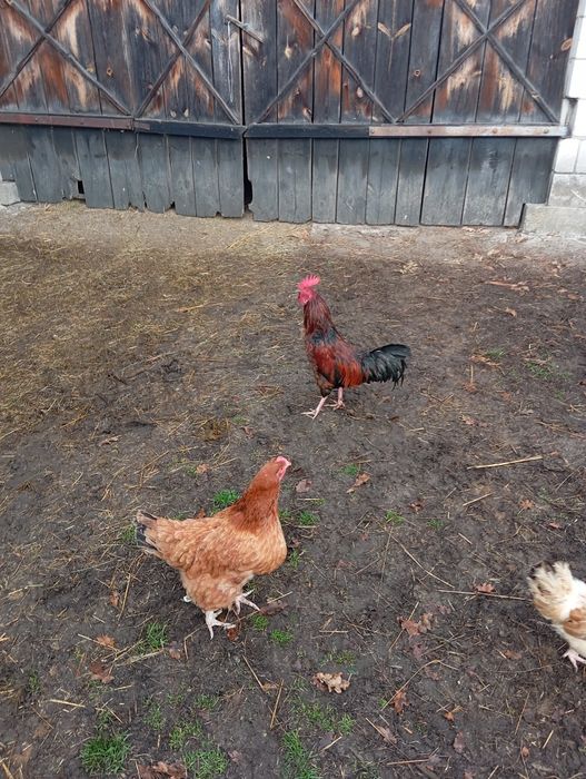 Młode koguty i kaczka