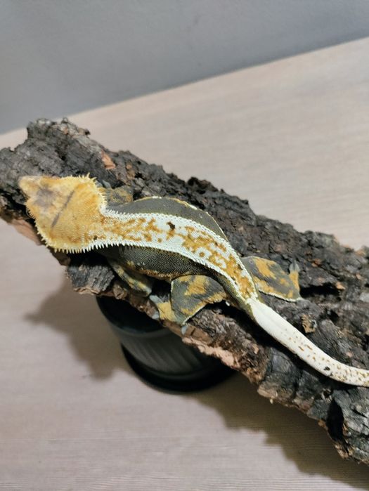 Gekon orzęsiony Dorosła Samica