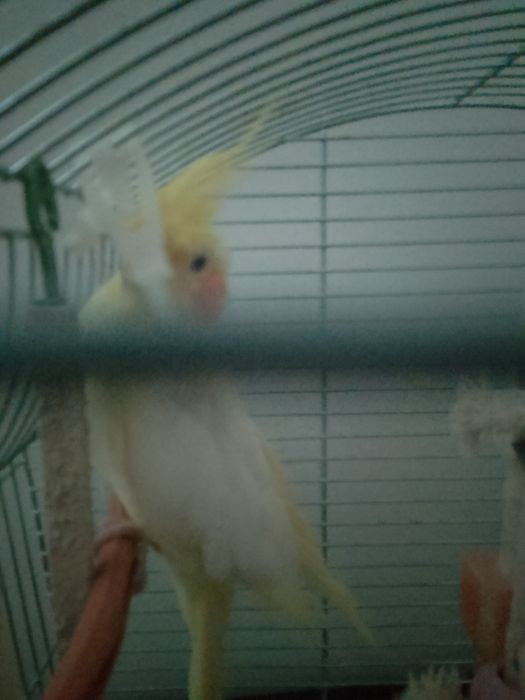 Sprzedam papugę nimfę