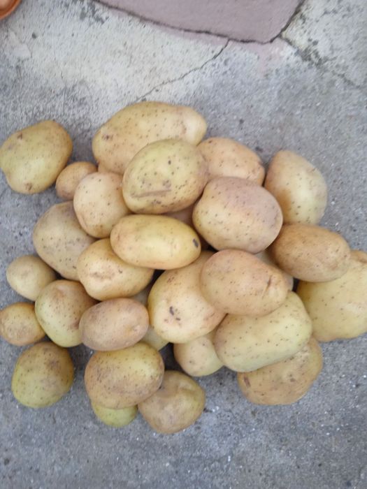 Продам свою молоду  картоплю, чистую, без хімікатів
