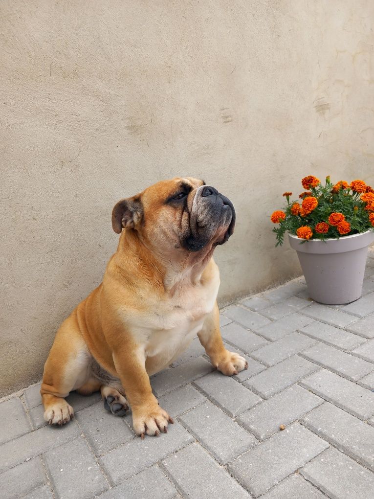 Bulldog inglês para montas
