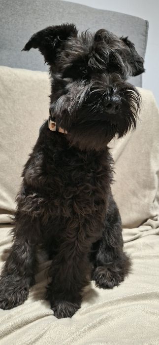 Sznaucer miniaturowy czarny - piesek