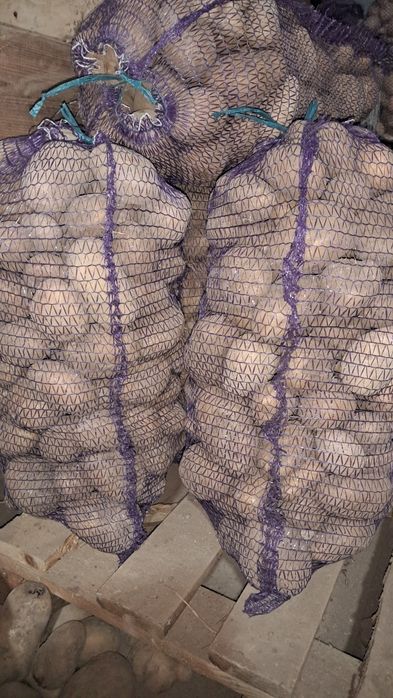 Продам картоплю велику