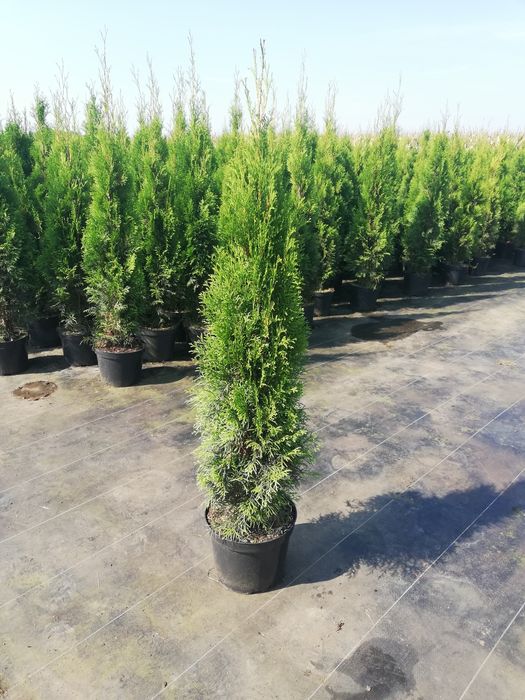 Tuja Thuja szmaragd 100cm Transport do klienta