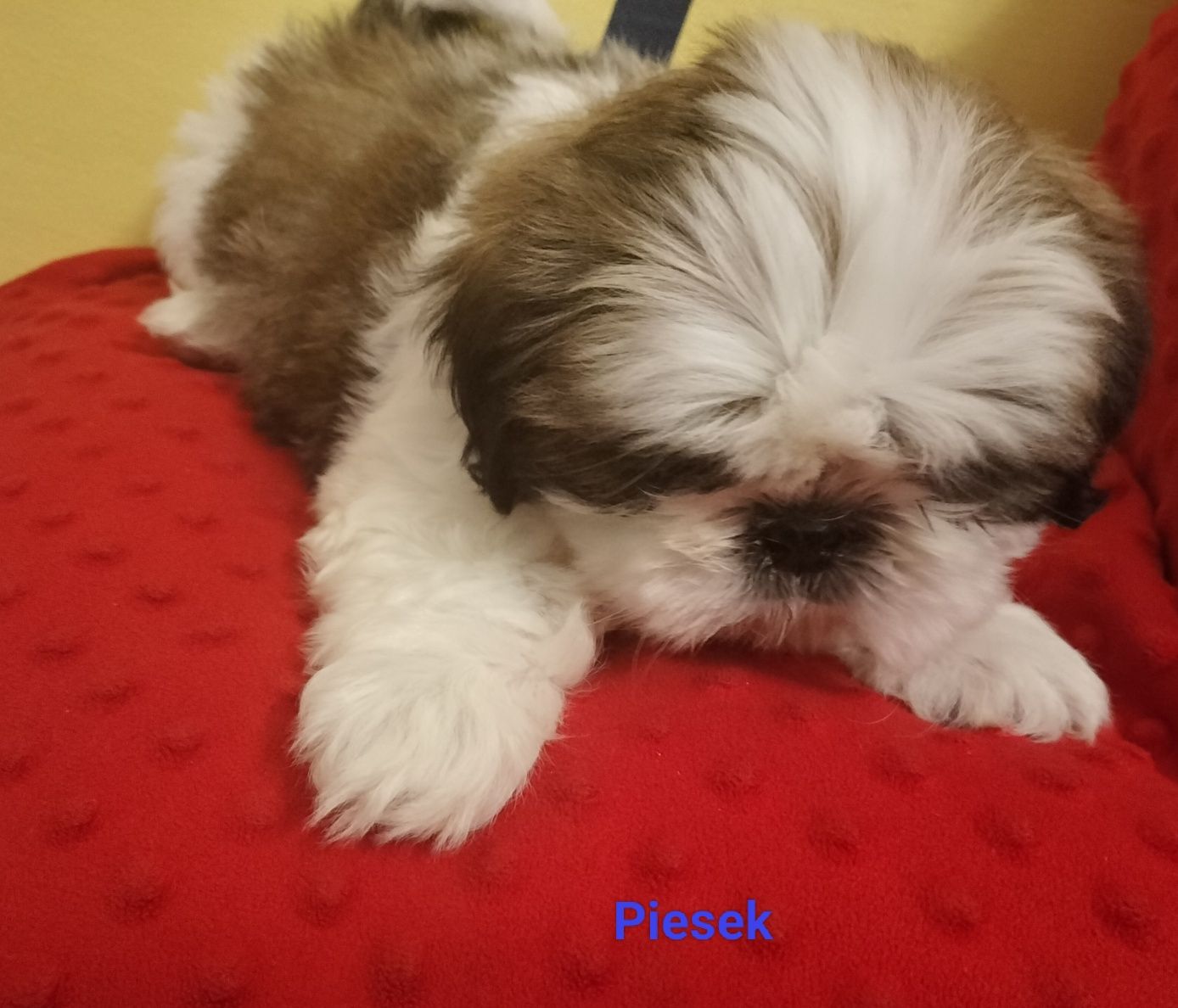 Piesek rasy Shi tzu