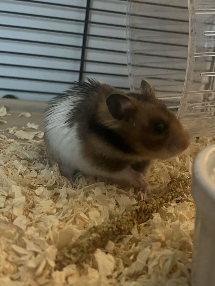 Chomik (z klatką) szuka domu
