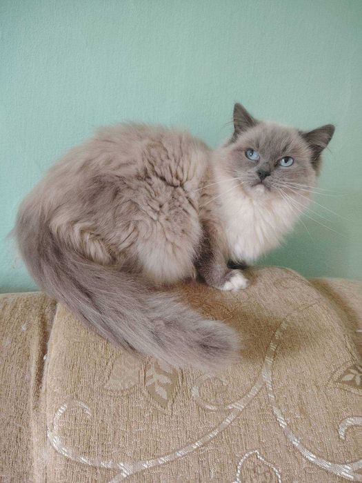 Kotka ragdoll z rodowodem