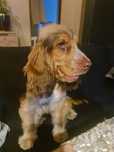 Cocker spaniel angielski