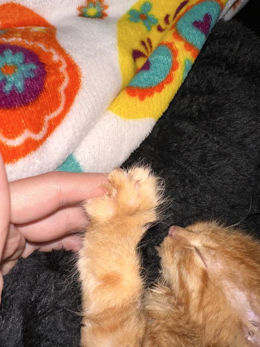 Віддамо кошеня в добрі руки.врятували з вулиці.хлопчик