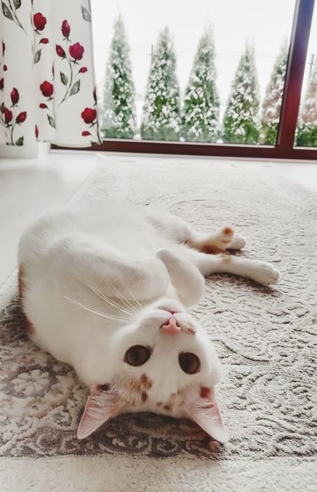 Kotek kot biały samiec
