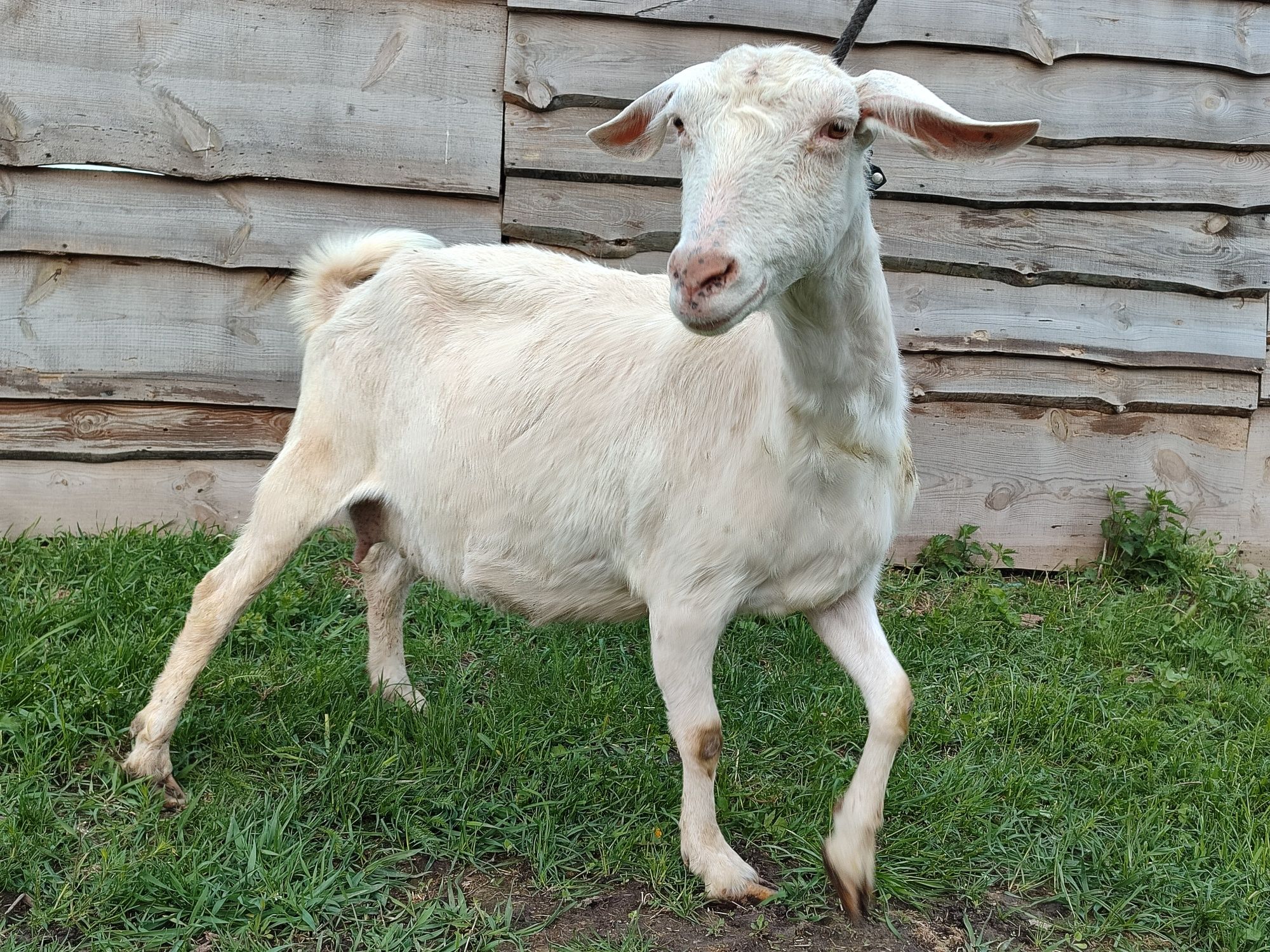 Заано нубійська коза