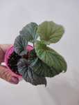 Begonia Sindbad ukorzenionona