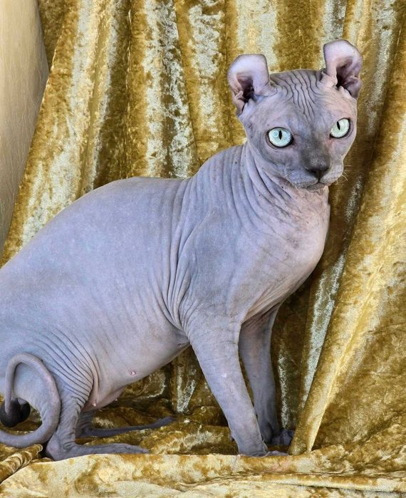 Эльф шикарный мальчик