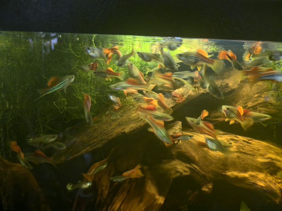 Piękny Gupik Pawie Oczko Mieczyk Zielony Wlasna hodowla Warszawa