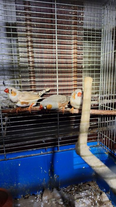 Zeberki zeberka amadyna amadyny