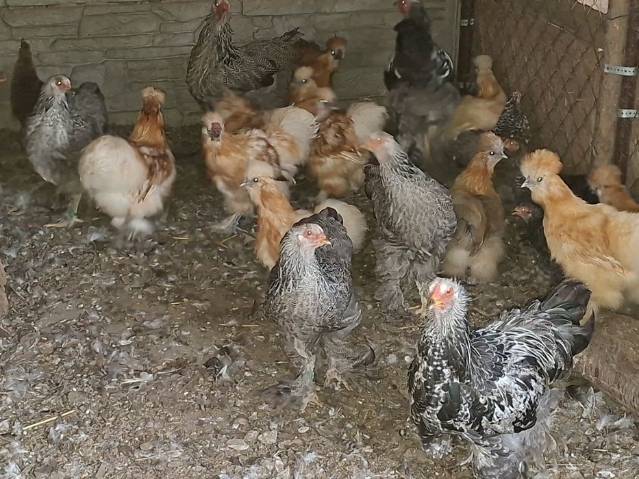 Koguty bchmy olbrzymiej , silka i Kochin jarzębiaty