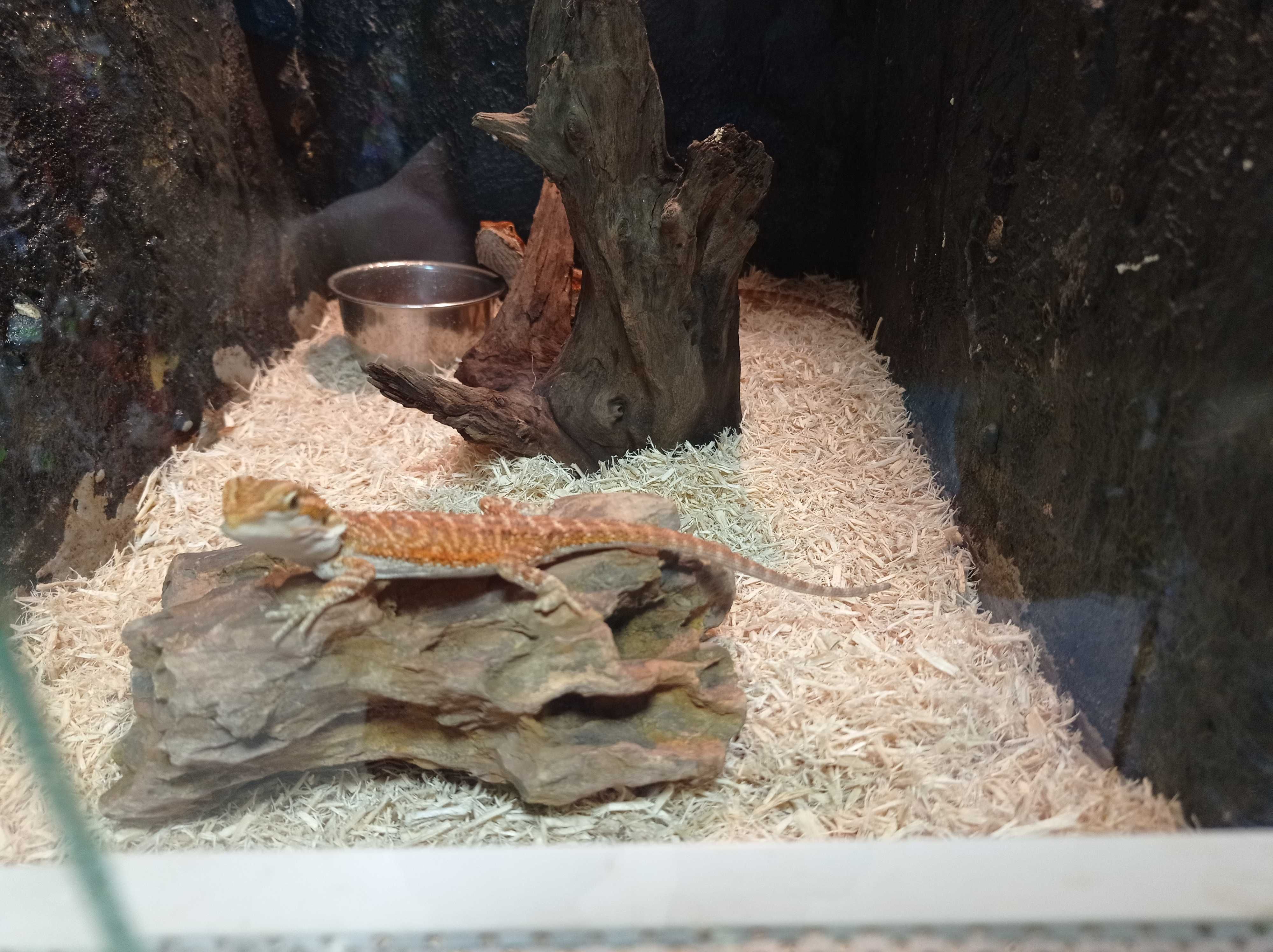 Młodziutka Agama Brodata RED