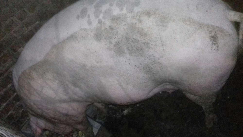 Продаються поросні свиноматки