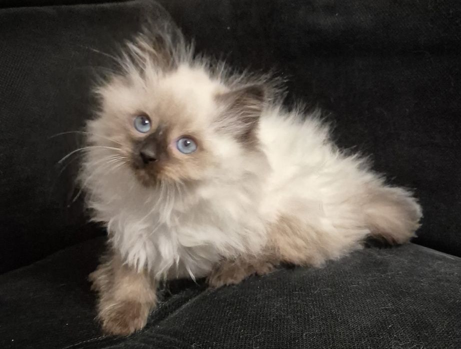 Kocurk Neva Masquarade