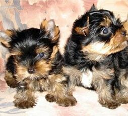 Мальчишки Йорки.