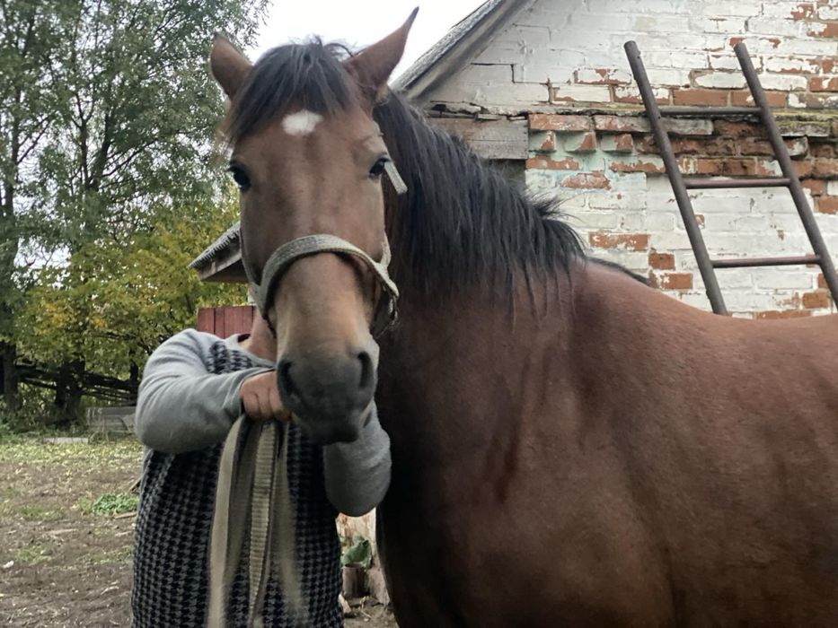 Продається кобила