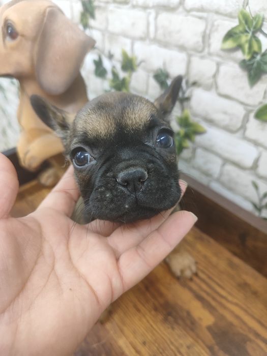 Buldog francuski chłopiec