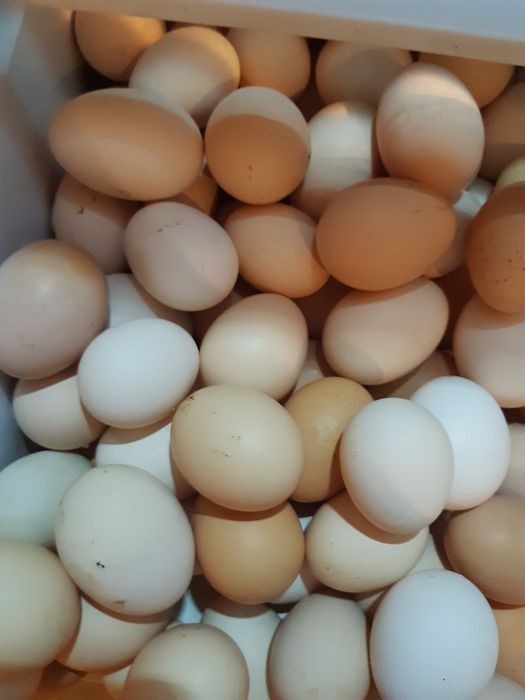 Sprzedam jajka wiejskie możliwa wysłka