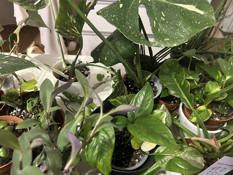 rosliny doniczkowe filodendron monstera variegata trzykrotka