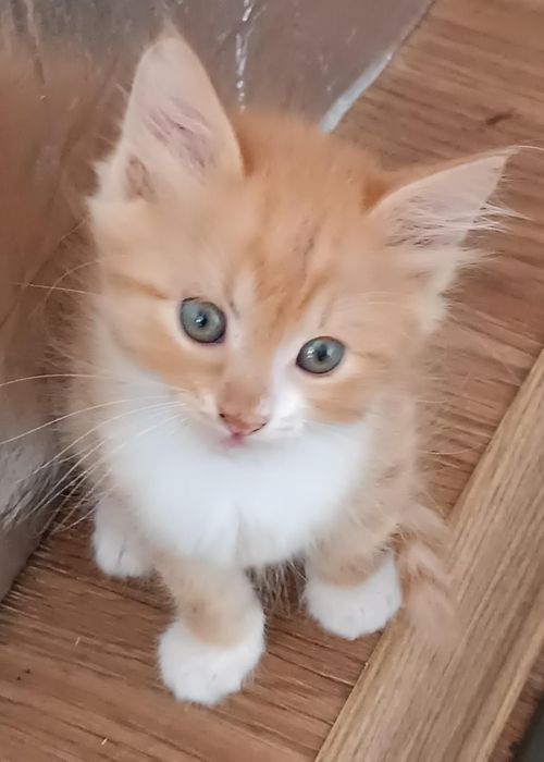 Віддам кошенят у добрі руки. Дніпро.