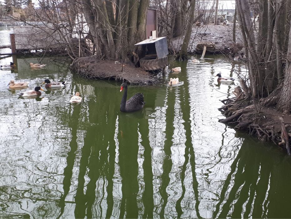 Sprzedam kaczkę staropolska