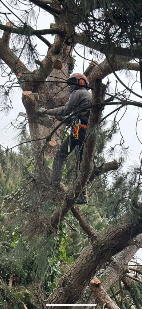 Corte e poda de árvores em altura