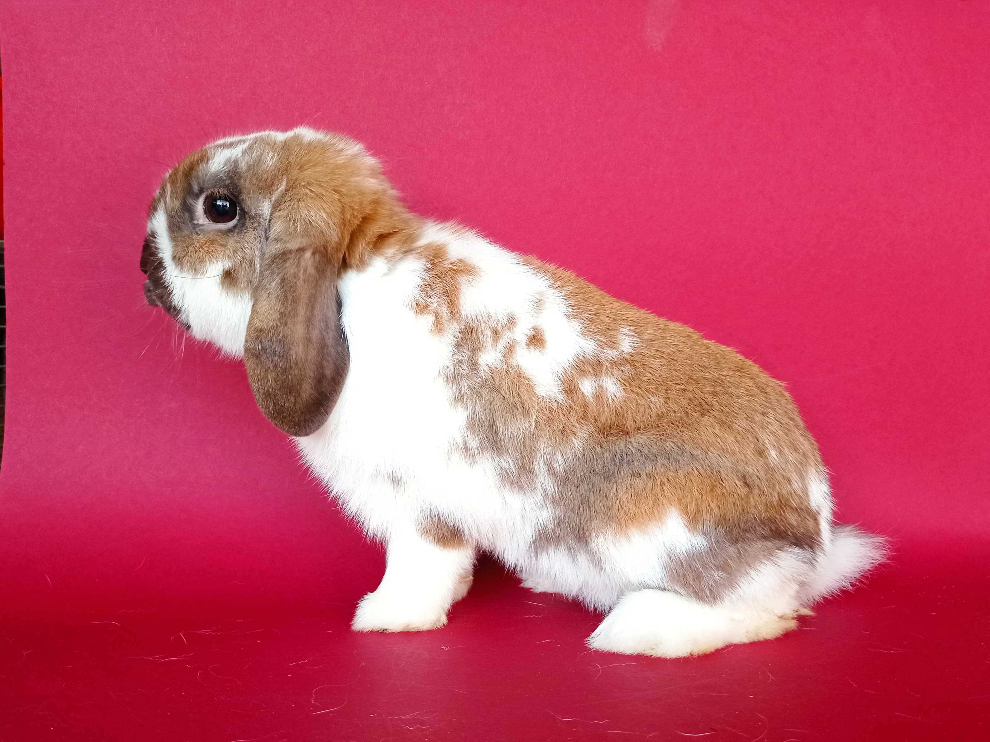 Mini lop, baranek miniaturka, karzełek baranek