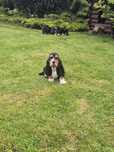 Basset Hound Szczeniaki Gotowe do Odbioru