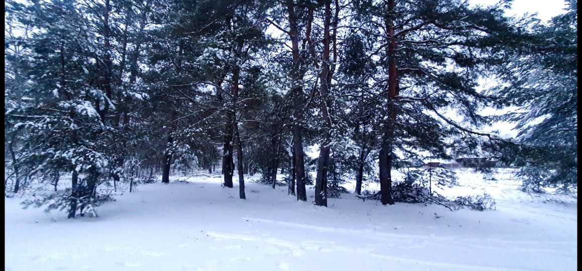 Участок в самом городе рядом с лесом